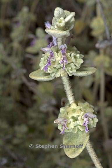 ballota pseudodictamnus 1 graphic